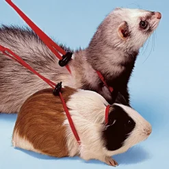 NA Hygiène Et Soins | Accessoires pour rongeurs ferplast ny rod furet cochon d’inde laisse réglable
