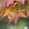 NA Plantes De Terre De Bruyère | Acer, Erable du Japon, variétés variables - pot D15cm