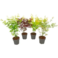 NA Plantes De Terre De Bruyère | Acer, Erable du Japon, variétés variables - pot D15cm