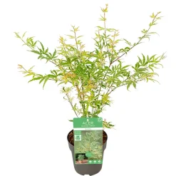NA Plantes De Terre De Bruyère | Acer, Erable du Japon, variétés variables - pot D15cm