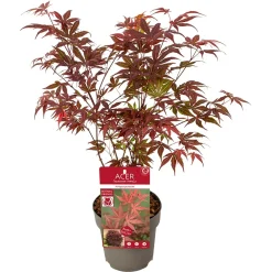 NA Plantes De Terre De Bruyère | Acer, Erable du Japon, variétés variables - pot D15cm
