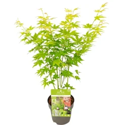 NA Plantes De Terre De Bruyère | Acer, Erable du Japon, variétés variables - pot D15cm