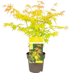 NA Plantes De Terre De Bruyère | Acer, Erable du Japon, variétés variables - pot D15cm