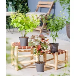 NA Plantes De Terre De Bruyère | Acer, Erable du Japon, variétés variables - pot D15cm