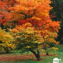 NA Plantes De Terre De Bruyère | Acer, Erable du Japon, variétés variables - pot D15cm