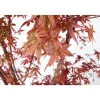 NA Acer, Erable du Japon, variétés variables : pot 10L Best