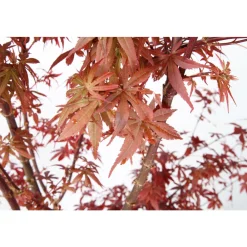 NA Acer, Erable du Japon, variétés variables : pot 10L Best