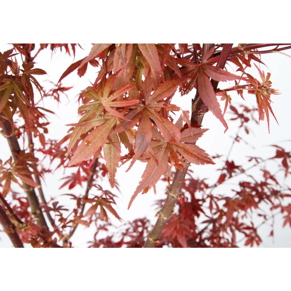 NA Acer, Erable du Japon, variétés variables : pot 10L Best