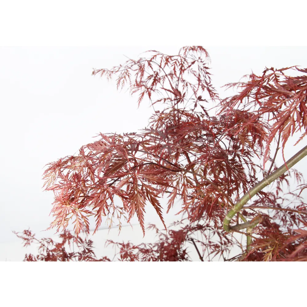 NA Acer, Erable du Japon, variétés variables : pot 10L Best