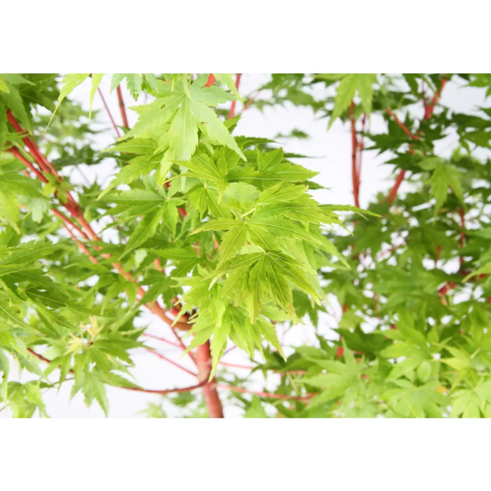 NA Acer, Erable du Japon, variétés variables : pot 10L Best