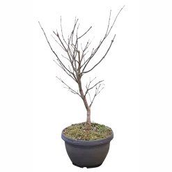 NA Acer, Erable du Japon, variétés variables : pot 10L Best