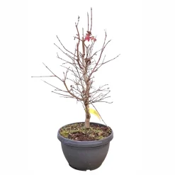 NA Acer, Erable du Japon, variétés variables : pot 10L Best