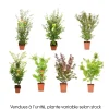 NA Acer palmatum, variétés variables : pot 14L Clearance