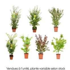 NA Acer palmatum, variétés variables : pot 14L Clearance