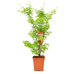 NA Acer palmatum, variétés variables : pot 14L Clearance