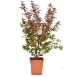 NA Acer palmatum, variétés variables : pot 14L Clearance