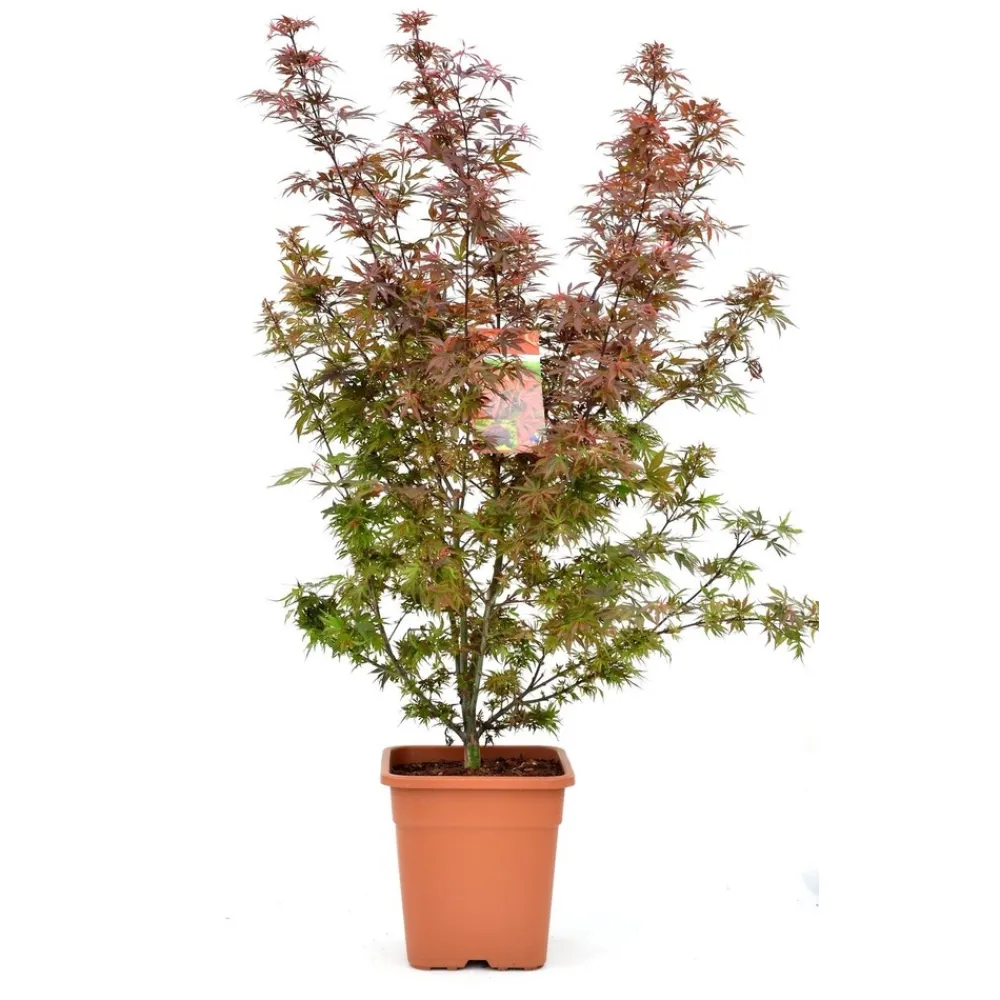 NA Acer palmatum, variétés variables : pot 14L Clearance