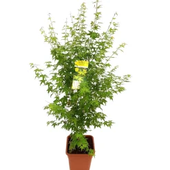 NA Acer palmatum, variétés variables : pot 14L Clearance