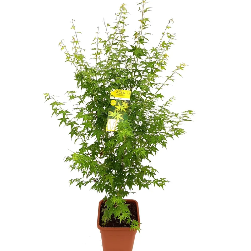 NA Acer palmatum, variétés variables : pot 14L Clearance