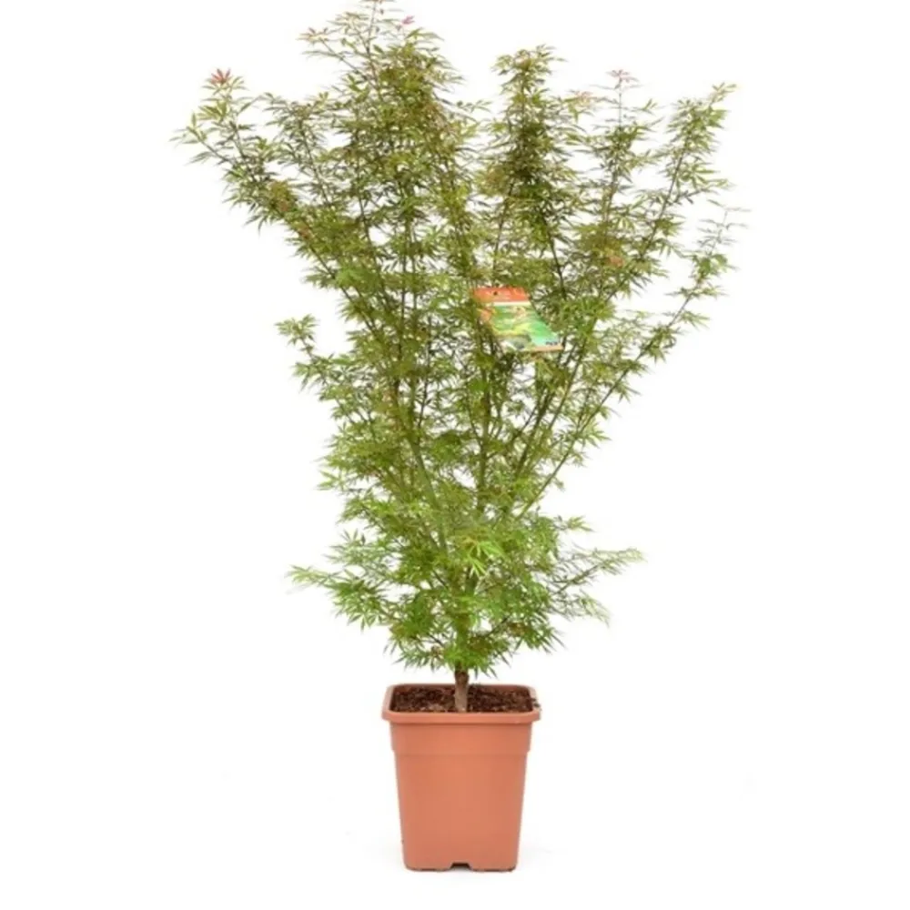 NA Acer palmatum, variétés variables : pot 14L Clearance