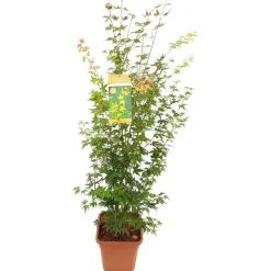 NA Acer palmatum, variétés variables : pot 14L Clearance