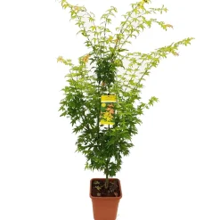 NA Acer palmatum, variétés variables : pot 14L Clearance