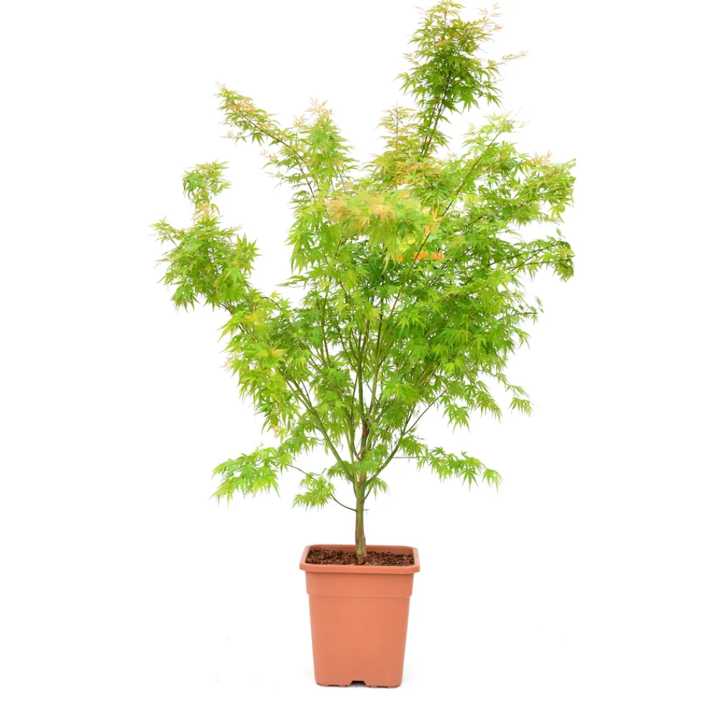 NA Acer palmatum, variétés variables : pot 14L Clearance