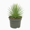 NA Agave '' - Pot D 13cm - Hauteur 25cm