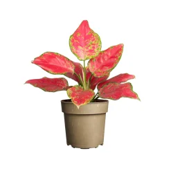 NA Aglaonema 'Pinky Promise' : pot D.11cm New