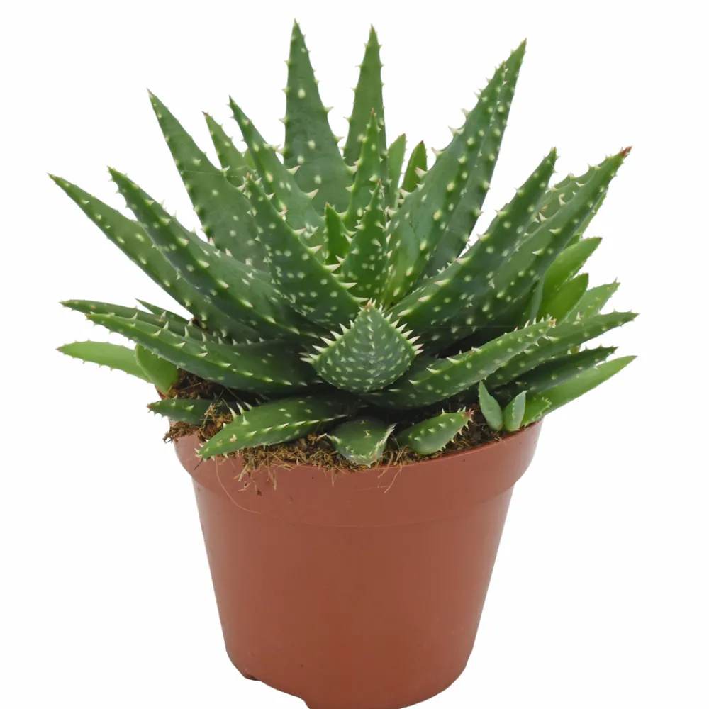 NA Aloe 'Kerio' H.15cm : pot D.12 cm Hot