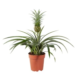 NA Plantes Fleuries | As 'Coro vert': Pot D12xH28cm