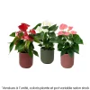 NA Anthurium Grandiflora, coloris variable : cache pot D.14cm Discount