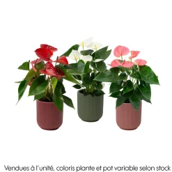 NA Anthurium Grandiflora, coloris variable : cache pot D.14cm Discount