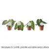 NA Anthurium mix, variétés variables : pot D.12cm Clearance