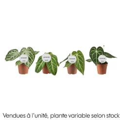 NA Anthurium mix, variétés variables : pot D.12cm Clearance
