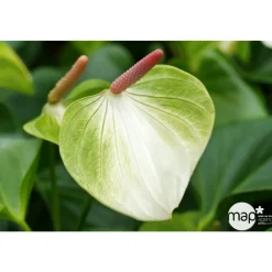 NA Plantes Fleuries | Anthurium : plante Ø12cm H.35cm 4/5 fleurs pot