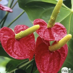 NA Plantes Fleuries | Anthurium : plante Ø12cm H.35cm 4/5 fleurs pot