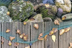 Aquagart Bassins Et Fontaines | - Filet de bassin 8 m x 16 m filet à feuilles, filet, filet de protection contre les feuilles, robuste