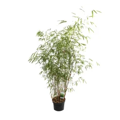 Arborix Bambous | - Bambou 'asian wonder' - fargesia scabrida 'asian wonder' - 60- 80 cm pot
