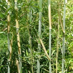 Arborix Bambous | - Bambou géant - phyllostachys bissetii - 60- 80 cm pot