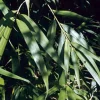 Arborix Bambous | - Bambou moyen - pseudosasa japonica - 60-80 cm pot