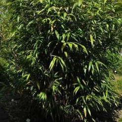Arborix Bambous | - Bambou moyen - pseudosasa japonica - 60-80 cm pot