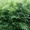 Arborix Bambous | - Bambou parapluie 'bimbo' - fargesia murieliae 'bimbo' - 50- 60 cm pot