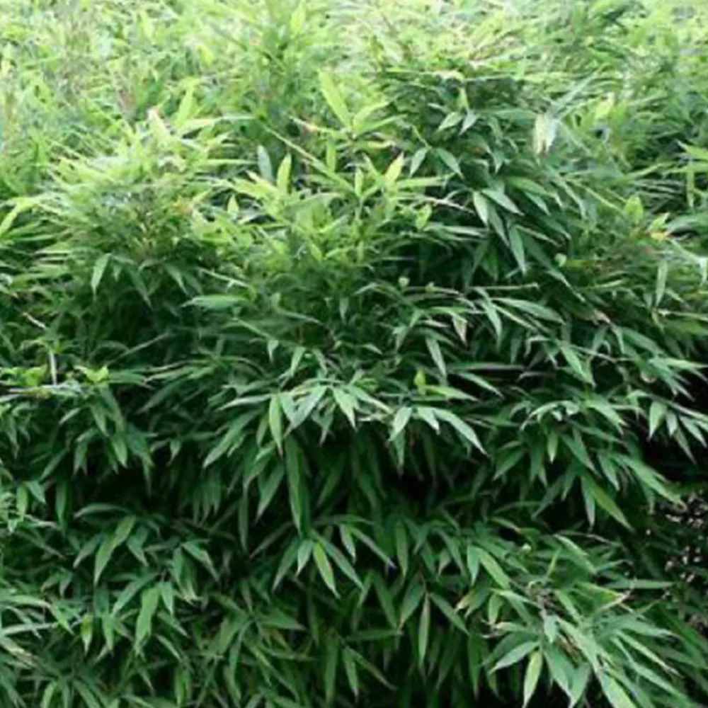 Arborix Bambous | - Bambou parapluie 'bimbo' - fargesia murieliae 'bimbo' - 50- 60 cm pot