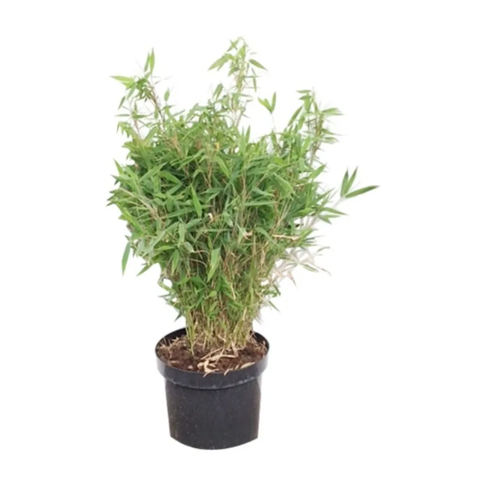 Arborix Bambous | - Bambou parapluie 'bimbo' - fargesia murieliae 'bimbo' - 50- 60 cm pot