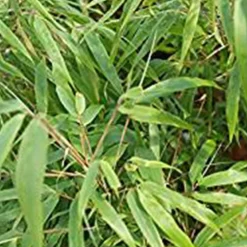 Arborix Bambous | - Bambou parapluie 'rufa' - fargesia murieliae 'rufa' - 60- 80 cm pot