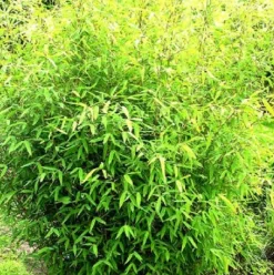 Arborix Bambous | - Bambou parapluie 'rufa' - fargesia murieliae 'rufa' - 60- 80 cm pot