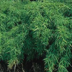 Arborix Bambous | - Bambou parapluie 'simba' - fargesia murieliae 'simba' - 50-60 cm pot