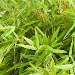 Arborix Bambous | - Bambou parapluie 'simba' - fargesia murieliae 'simba' - 50-60 cm pot