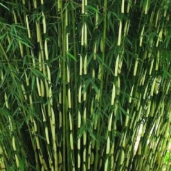 Arborix Bambous | - Bambou 'pingwu' - fargesia robusta 'pingwu' - 60- 80 cm pot